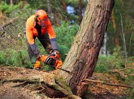 Best Tree Maintenance Programs  in Spring Glen, UT