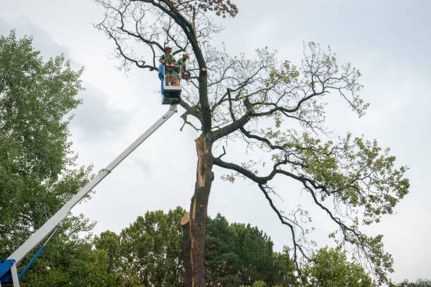 Best Tree Cabling and Bracing  in Spring Glen, UT