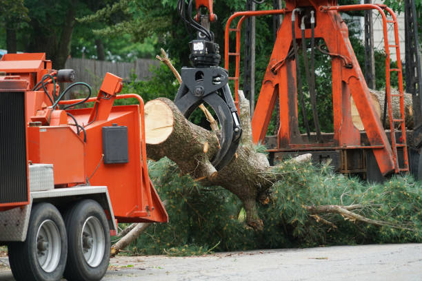 Professional Tree Care  in Spring Glen, UT