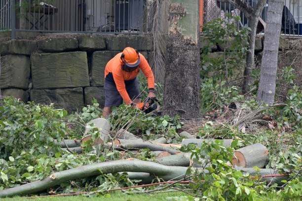 Best Hazardous Tree Removal  in Spring Glen, UT