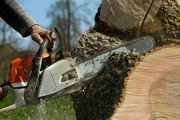 Best Tree Trimming and Pruning  in Spring Glen, UT