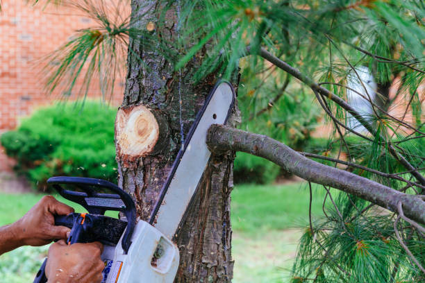 Best Fruit Tree Pruning  in Spring Glen, UT